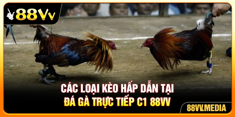 Các loại kèo hấp dẫn tại đá gà trực tiếp C1 88VV